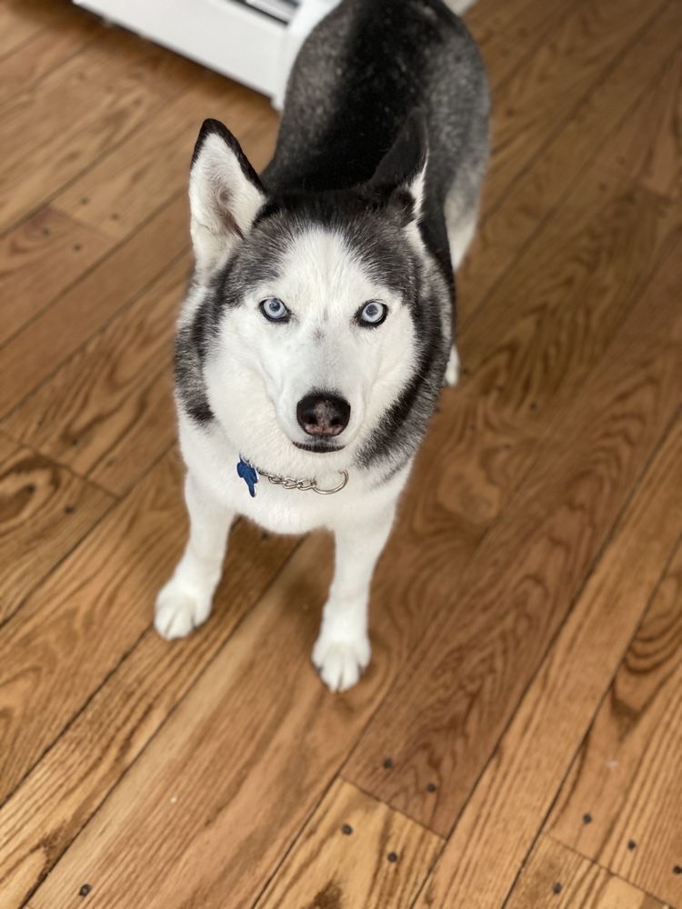 INVISIBLE FENCE BY IN N OUT PET Updated May 2024 53 Photos & 76