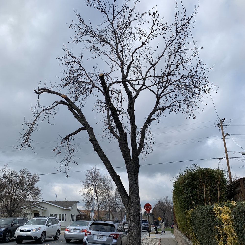 New Horizon Tree Service - Finished work - Tree Services Near Me - San Jose, California New Horizon Tree Service - Finished work - Tree Services Near Me - San Jose, California