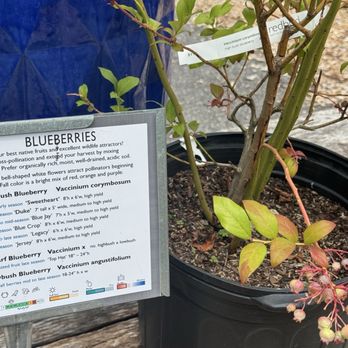 Redbud Native Plant Nursery - Blueberry trees!!!!! - Nurseries & Gardening Near Me - Media, Pennsylvania Redbud Native Plant Nursery - Blueberry trees!!!!! - Nurseries & Gardening Near Me - Media, Pennsylvania