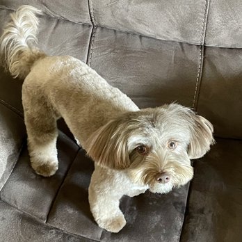 Fabiulous Grooming - Pet Groomers Near Me