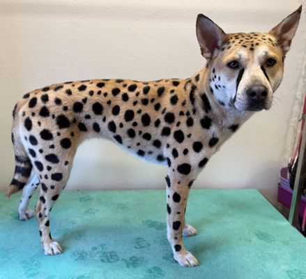 Bark Avenue Pet Grooming- Redmond