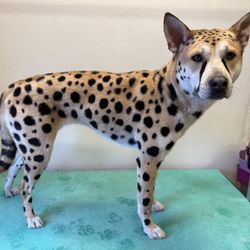 Bark Avenue Pet Grooming- Redmond - Only Pet safe dye is used to create this beautiful groom