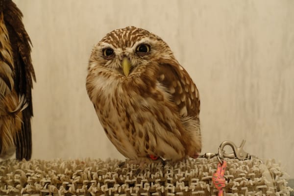 Owl Cafe Tokyo by null