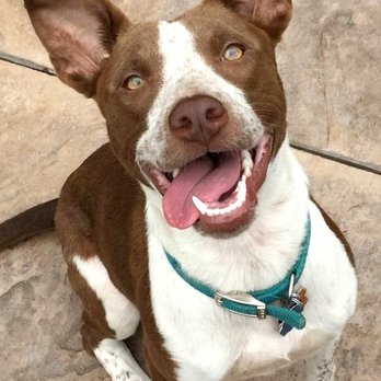 Farfel's Farm & Rescue - Bella, a Cattle Dog mix from Roswell, just before she was adopted through Farfel's Farm & Rescue - Pet Stores Near Me - Boulder, Colorado