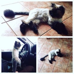 Cat Grooming Scarborough 2025