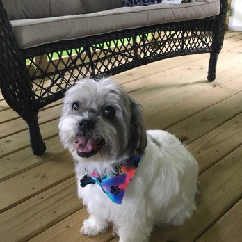 Doggie Styles - Pet Groomers Near Me - Bloomington, Indiana