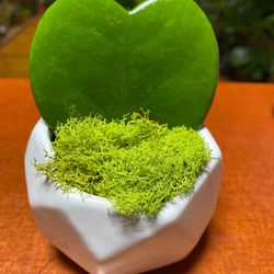 Ditmas Park Florist Gift And Garden