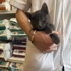 Westbrook Veterinary Clinic - Our pocket-kitten and newest clinic cat, Thor