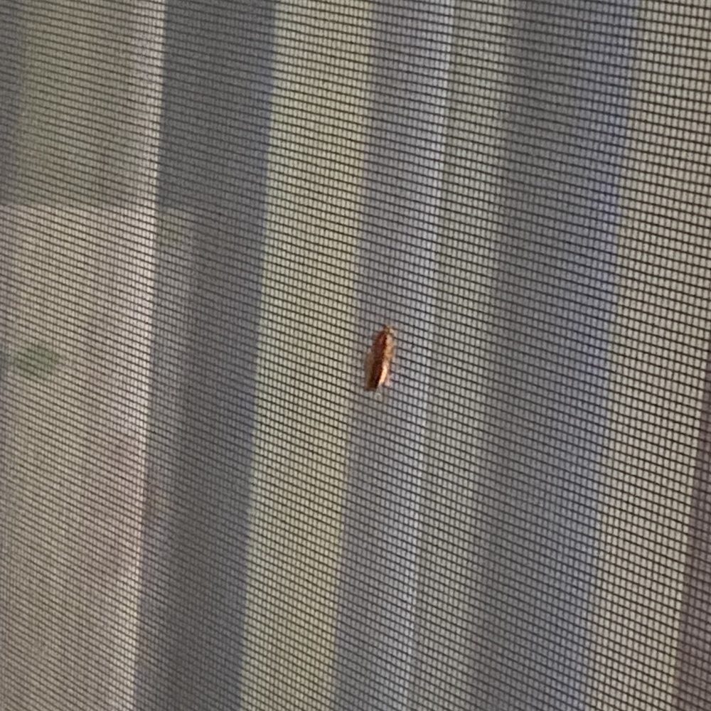 Sun Valley Apartment Homes - Here's a live roach on my screen for apartment 27 after I moved from the first roach infested unit - Apartments Near Me - Pleasant Hill, California Sun Valley Apartment Homes - Here's a live roach on my screen for apartment 27 after I moved from the first roach infested unit - Apartments Near Me - Pleasant Hill, California