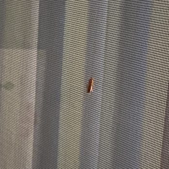 Sun Valley - Here's a live roach on my screen for apartment 27 after I moved from the first roach infested unit - Apartments Near Me - Pleasant Hill, California