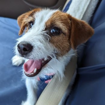 Rolling Hills Russells - Luna - Veterinarians Near Me