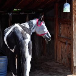 This is "Bailey." She is 42 years old. The longest a horse has been recorded to live is 44 years.