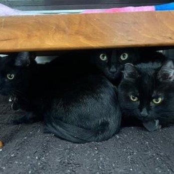 The Kitty Hotel - Pet Boarding Near Me - Campbell, California The Kitty Hotel - Pet Boarding Near Me - Campbell, California