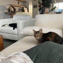 Fur Babies House & Pet Sitting - Adjusting to their couch to snooze!!