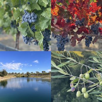 Crown Point Vineyards - a bunch of grapes hanging from a vine - Wine Tasting Room Near Me - Santa Ynez, California Crown Point Vineyards - a bunch of grapes hanging from a vine - Wine Tasting Room Near Me - Santa Ynez, California