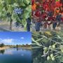 Photo of Crown Point Vineyards