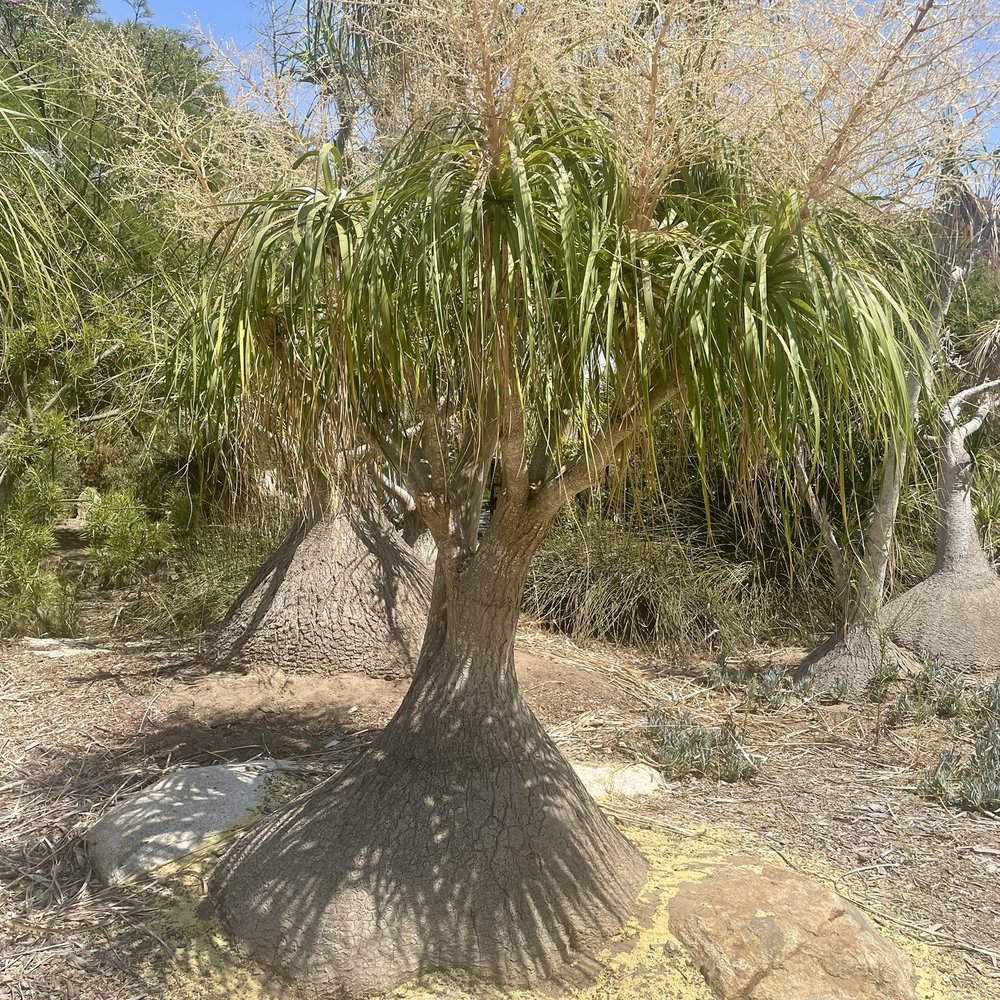 San Diego Botanic Garden - Botanical Gardens Near Me - Encinitas, California