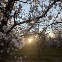 Blossoms Blossoms