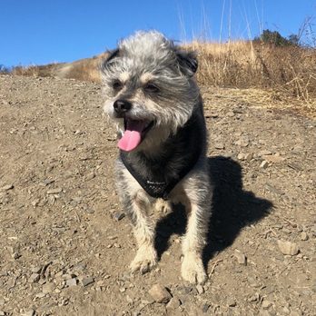 Paw La La - Before - Pet Sitting Near Me - Los Angeles, California