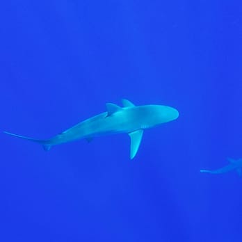 One Ocean Diving - Free Diving Near Me - Haleiwa, Hawaii