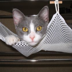 Beyond The Rainbow Pet Hospice - Bandit
21 September 2004 - 23 February 2024