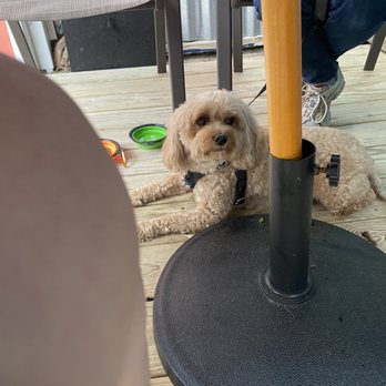 Zogg's Raw Bar & Grill - Bentley loves his dining experience - Bars Near Me - Rehoboth Beach, Delaware Zogg's Raw Bar & Grill - Bentley loves his dining experience - Bars Near Me - Rehoboth Beach, Delaware