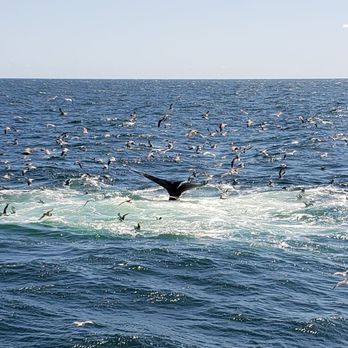 Whale Watch Dolphin Fleet - Whale Watching Tours Near Me - Provincetown, Massachusetts