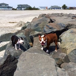 Ocean City - My boston terriers on the jetty...ocnj