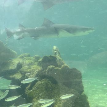 Coral World Ocean Park - Sharks! - Aquariums Near Me - St Thomas, Virgin Islands