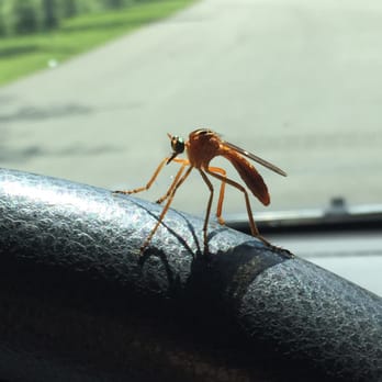 Versailles State Park - Scary ass bug that came in our car. No idea what it is, but it seemed rather friendly if a little reluctant to leave. - Parks Near Me - Versailles, Indiana