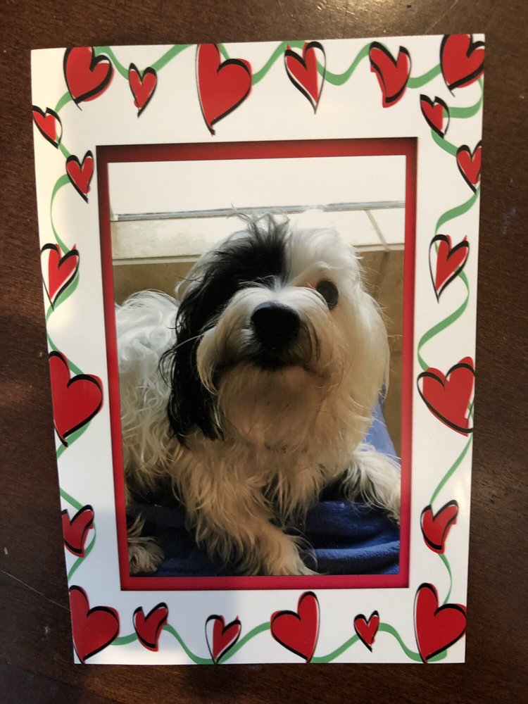 cha cha's dog daycare