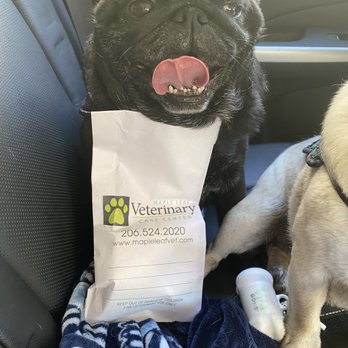 Maple Leaf Veterinary Care Center - Gary loves going to the vet!!! - Veterinarians Near Me - Seattle, Washington Maple Leaf Veterinary Care Center - Gary loves going to the vet!!! - Veterinarians Near Me - Seattle, Washington