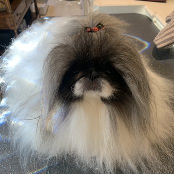 Rare Earth Grooming - Pekingese client: Winnie Pooh. I groom cats and small, toy breed dogs like Pekingese and Pomeranians. - Pet Groomers Near Me