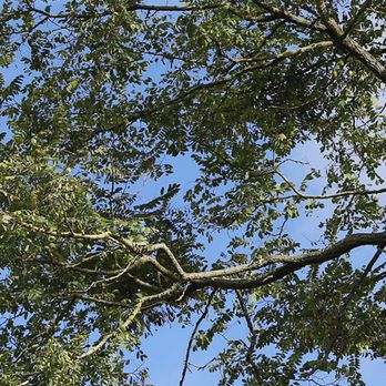 All Trees - Tree Services Near Me All Trees - Tree Services Near Me