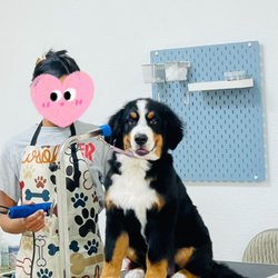 Aroma Pets Grooming - Meet Bodey, Our Handsome Little Gentleman! With gentle hands and loving hearts, every pup is family at Aroma Pets Grooming.