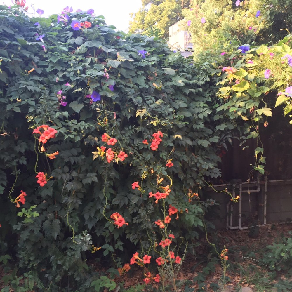 Cal Roots - Tree Services Near Me - Modesto, California