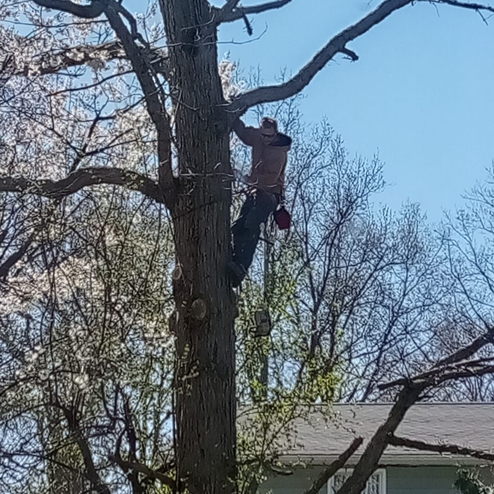 Ridgeview Tree Service - Tree Services Near Me - Lewiston, New York Ridgeview Tree Service - Tree Services Near Me - Lewiston, New York