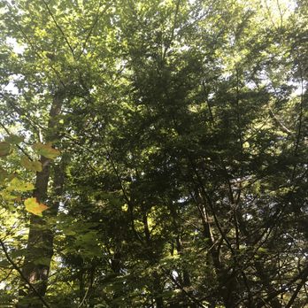 Chippers - the sun shining through the trees - Landscaping Near Me - Meredith, New Hampshire Chippers - the sun shining through the trees - Landscaping Near Me - Meredith, New Hampshire