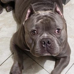 Waterbury Veterinary Hospital - Gizmo
