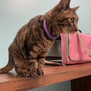 CLT Vets - Veterinarians Near Me - Charlotte, North Carolina CLT Vets - Veterinarians Near Me - Charlotte, North Carolina