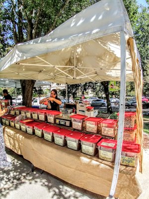 César Chávez Plaza by null