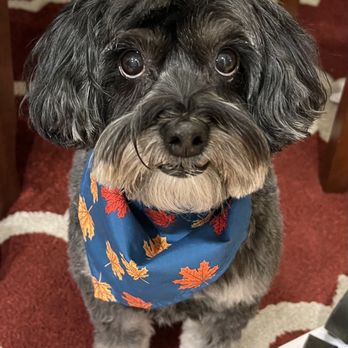 Dog House Denver - Pet Training Near Me - Denver, Colorado