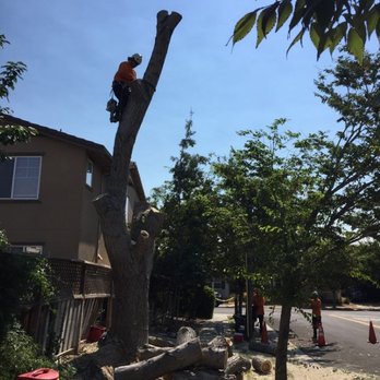 R's Tree Care - Last few cuts from large cottonwood removal - Tree Services Near Me