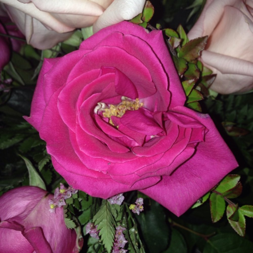 Flower falling apart