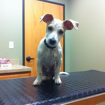 Rosedale Veterinary Clinic - Mr. Cracker gets a check up. - Veterinarians Near Me - Austin, Texas Rosedale Veterinary Clinic - Mr. Cracker gets a check up. - Veterinarians Near Me - Austin, Texas