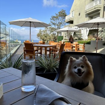 Adelaide - Seafood Near Me - Del Mar, California Adelaide - Seafood Near Me - Del Mar, California