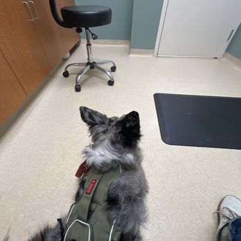 Clocktower Animal Hospital - Our 5-year old Border Aussie. - Veterinarians Near Me - Herndon, Virginia