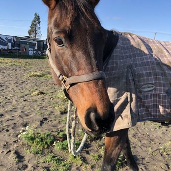 Riverside Equestrian Centre - Horseback Riding Near Me - Richmond, British Columbia Riverside Equestrian Centre - Horseback Riding Near Me - Richmond, British Columbia
