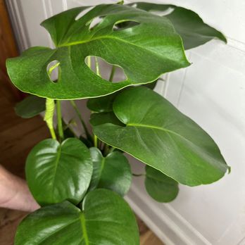 Juniper & Co - Monstera - Nurseries & Gardening Near Me - Des Moines, Iowa Juniper & Co - Monstera - Nurseries & Gardening Near Me - Des Moines, Iowa