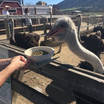 Ostrichland USA - Attraction Farms Near Me - Solvang, California